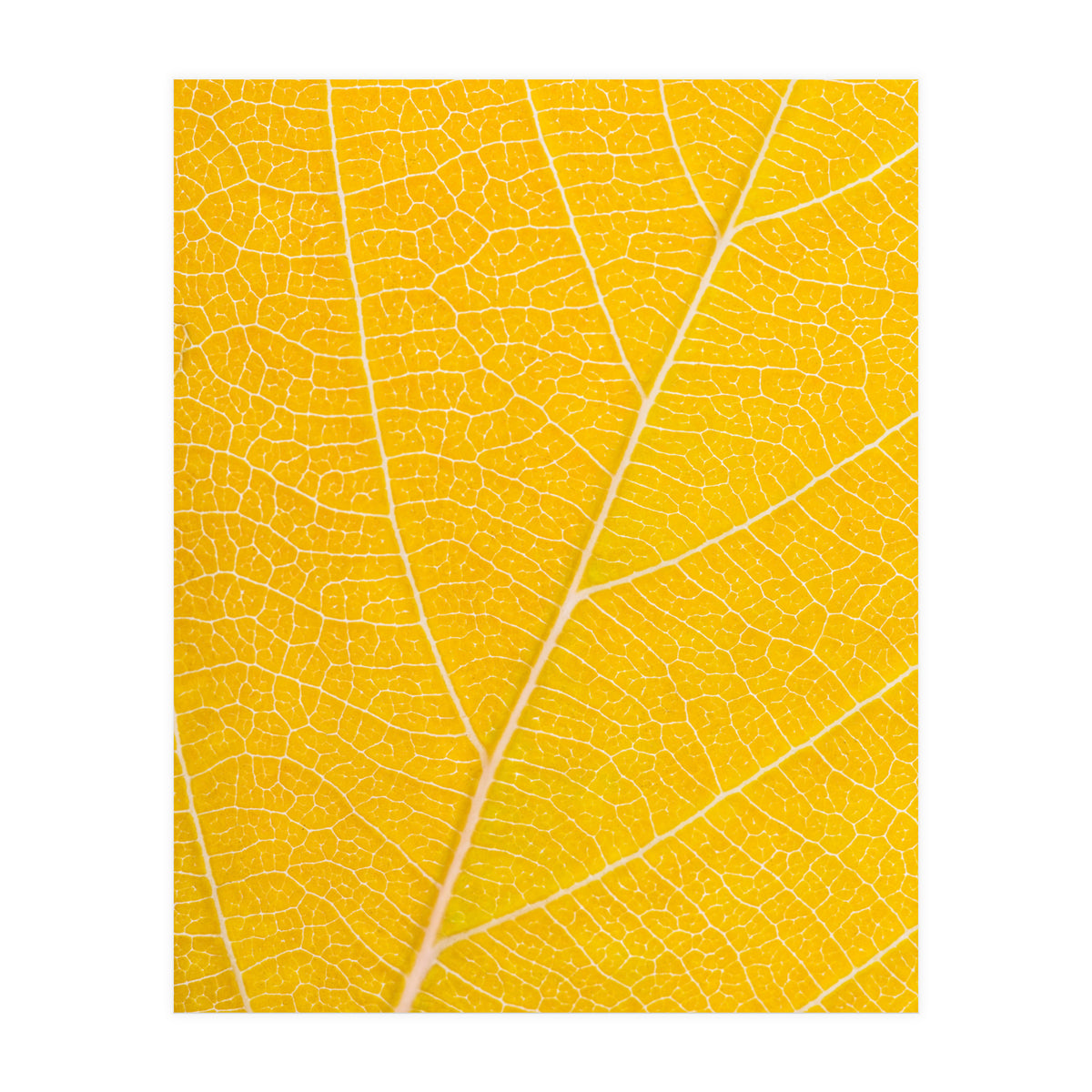 Autumn Leaf (Print Only)