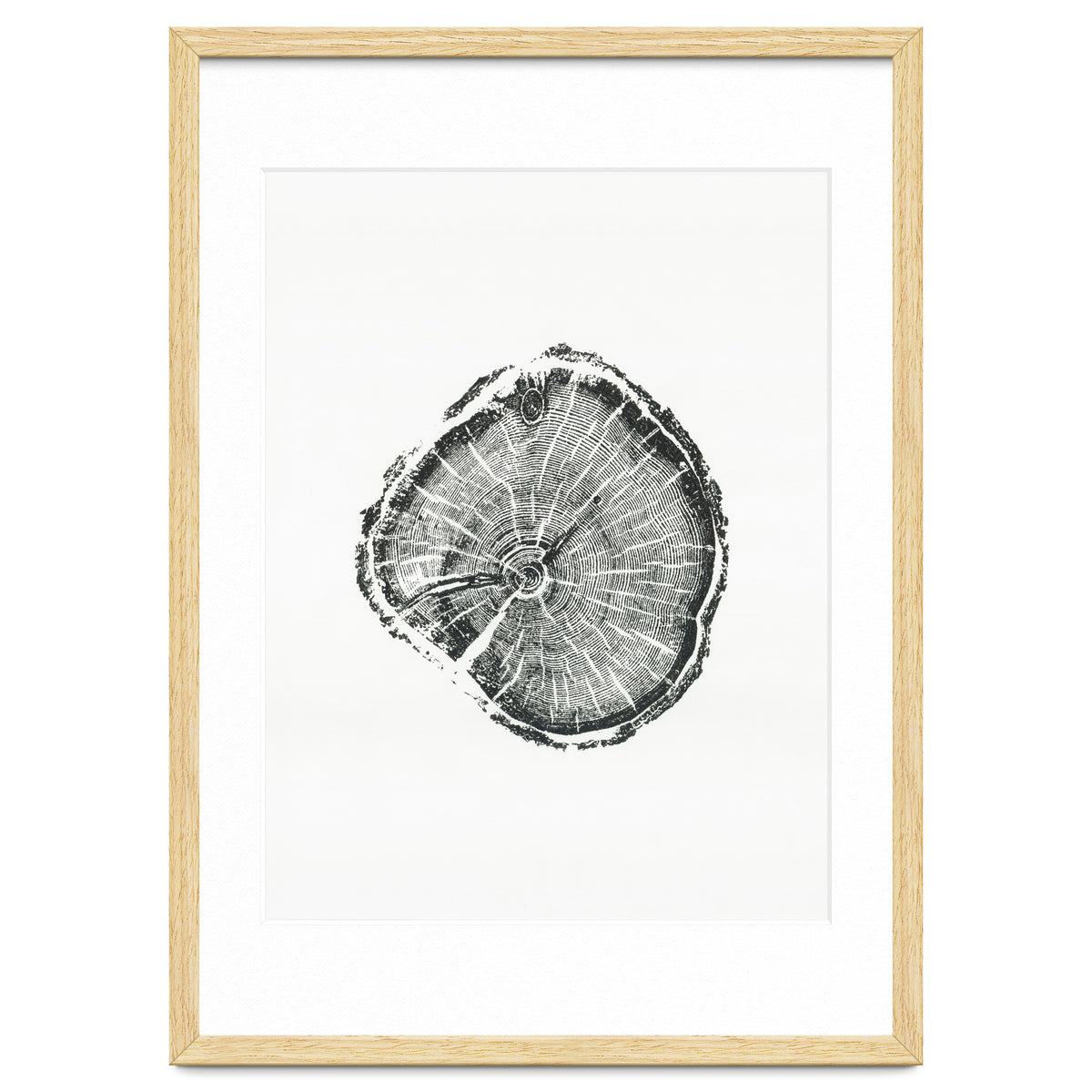 Tree Ring Print, Albion Basin, Utah, Pine Tree Print