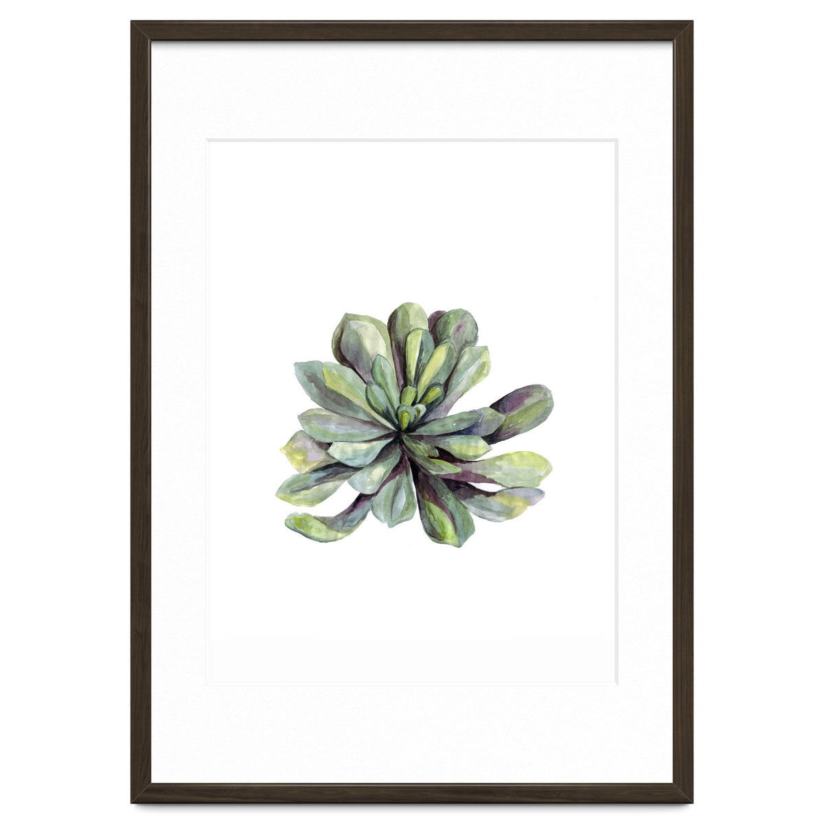 Botanical Illustration Succulent