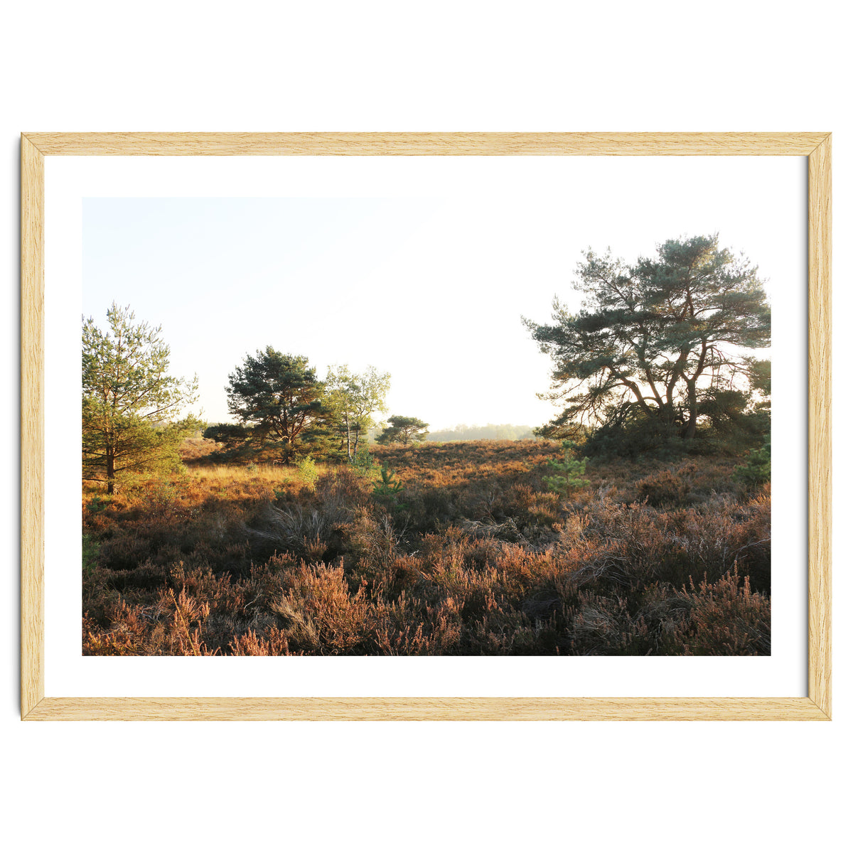 Heath landscape