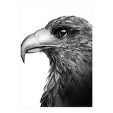 Harris's Hawk (Print Only) thumbnail