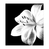 White Lily Black Background (Print Only) thumbnail