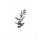 Botanical Illustration Olive (Print Only) thumbnail