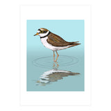 Little ringed  plover (Print Only) thumbnail