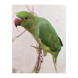 Lovely Indian Cute Parrot (Print Only) thumbnail