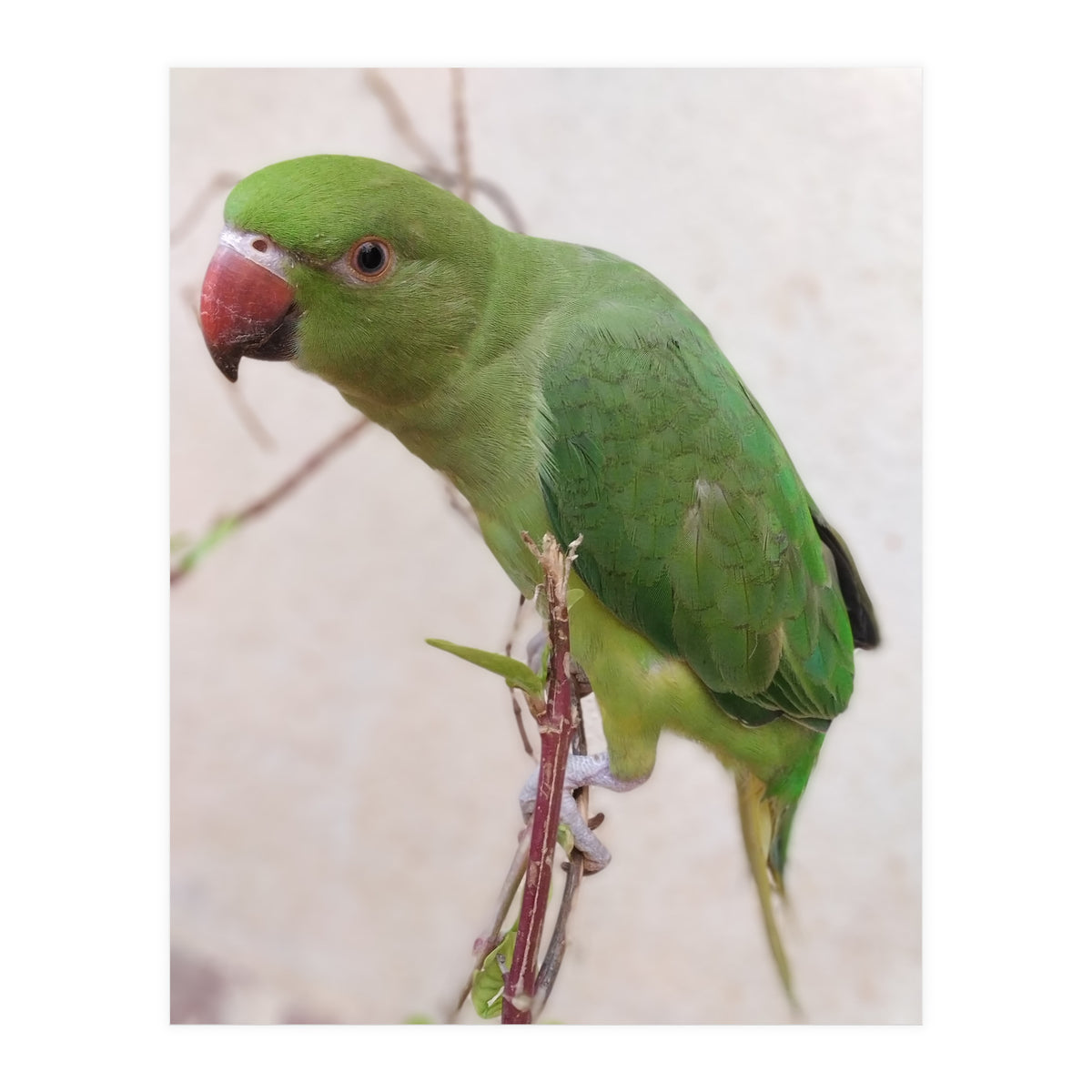 Lovely Indian Cute Parrot (Print Only)
