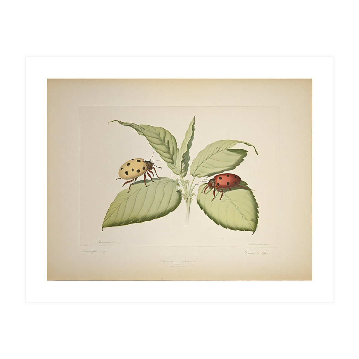 Vintage Ladybirds Illustration (Print Only)