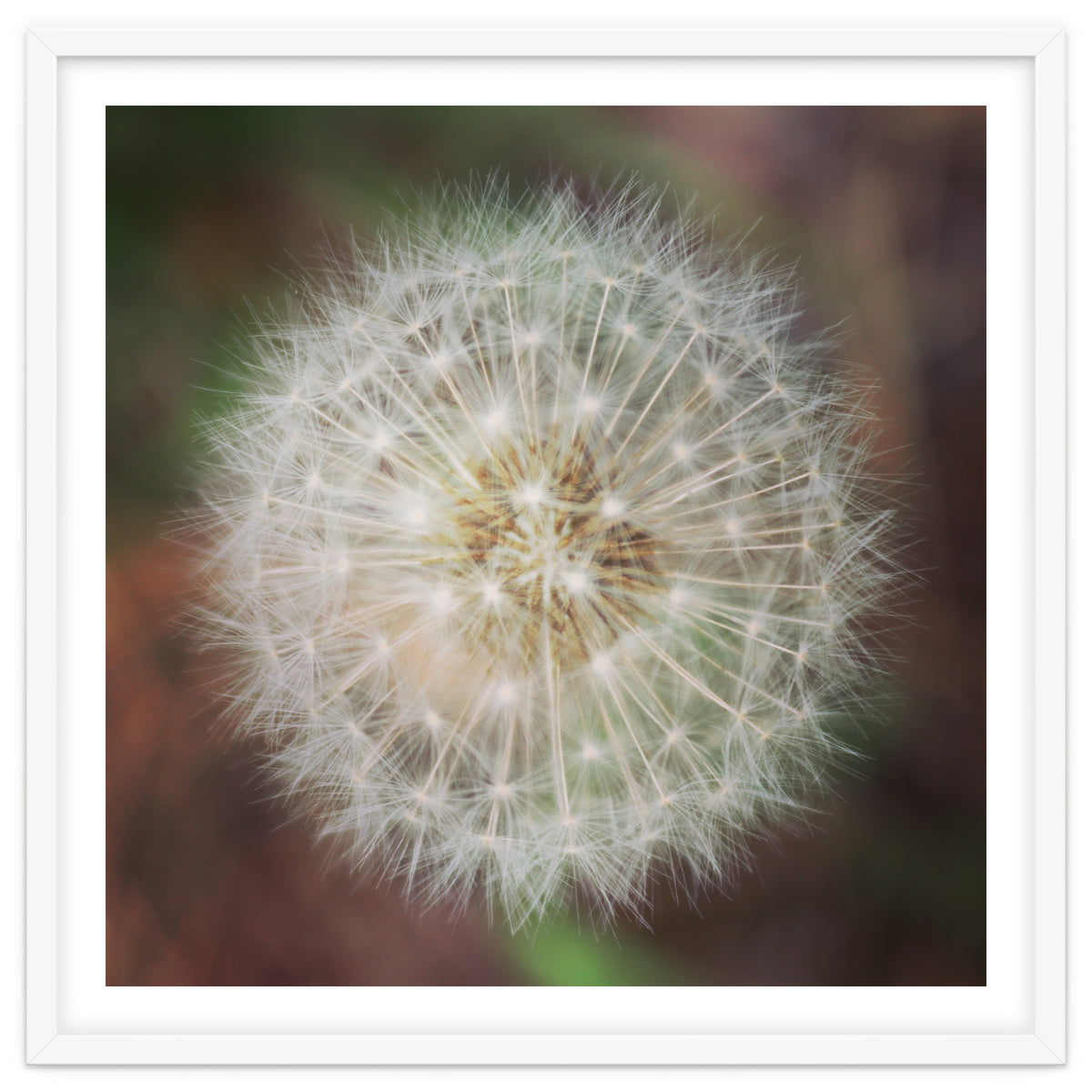 dandelion clock