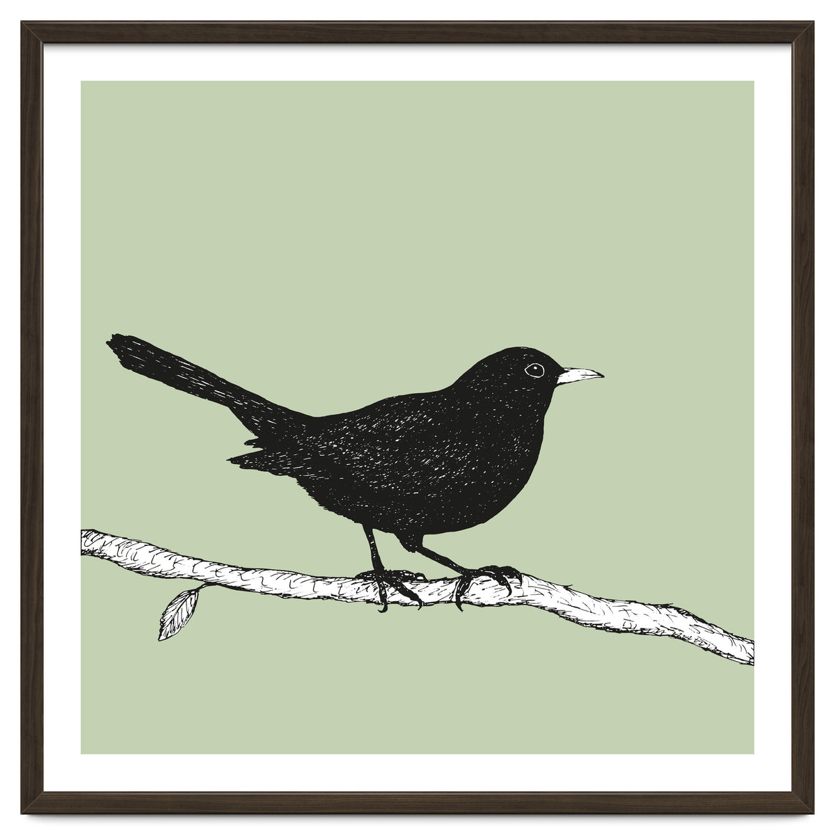 Blackbird pen drawing