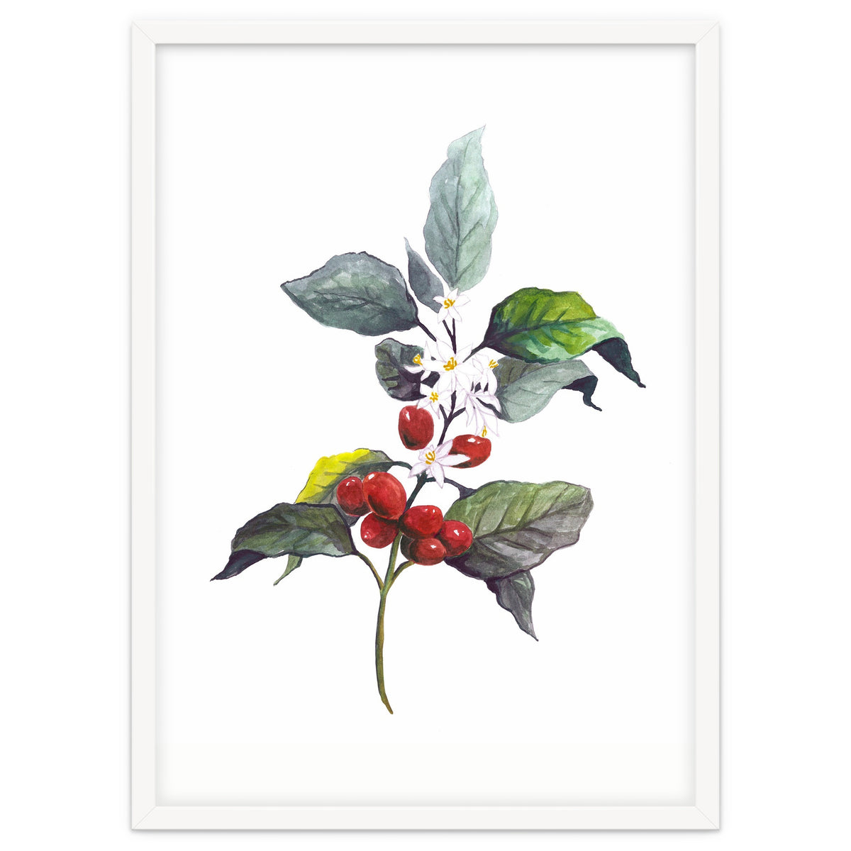 1 Botanical Illustration Kaffee Pflanze