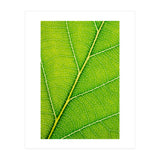 Autumn Leaf (Print Only) thumbnail