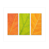 Autumn Leaves (Print Only) thumbnail