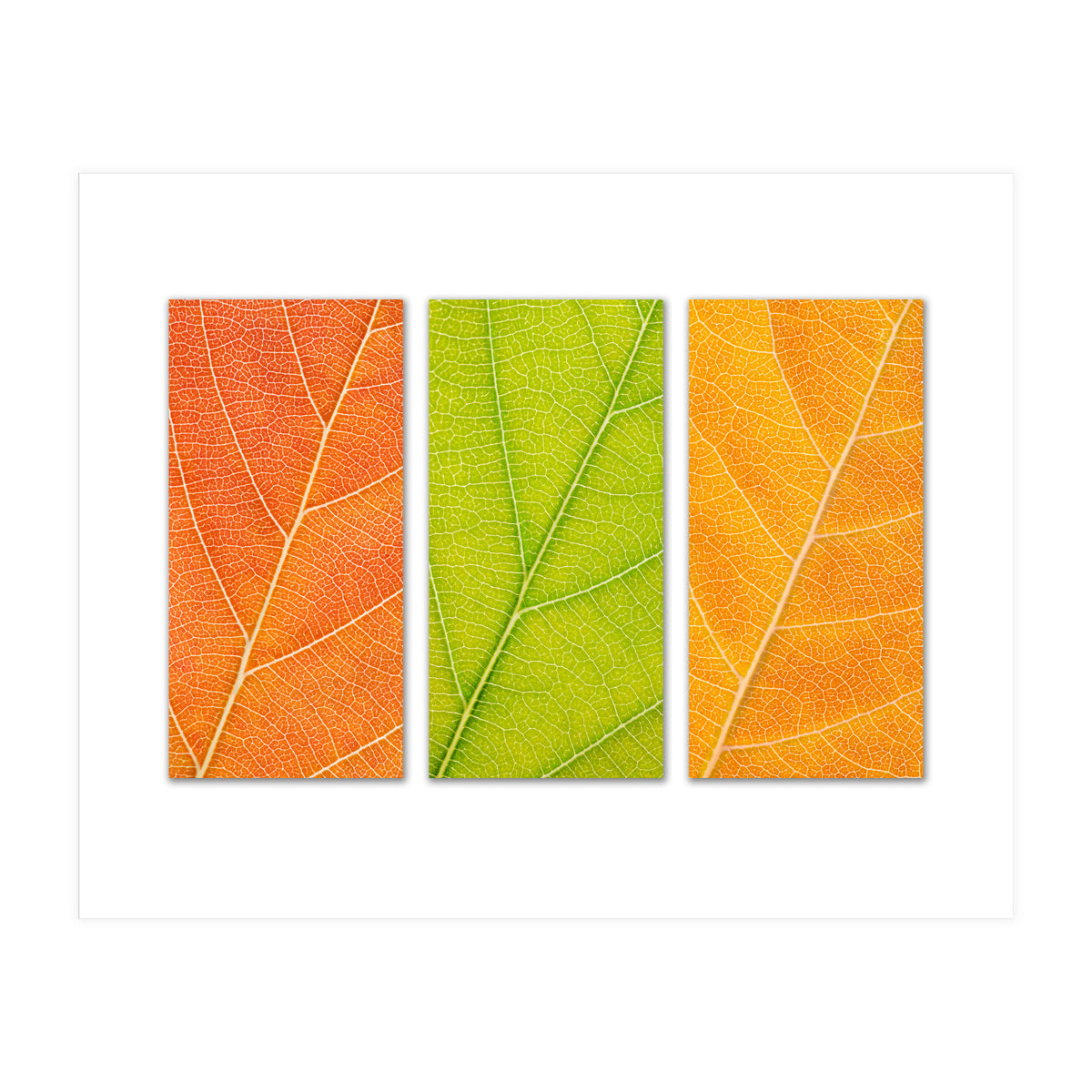 Autumn Leaves (Print Only)