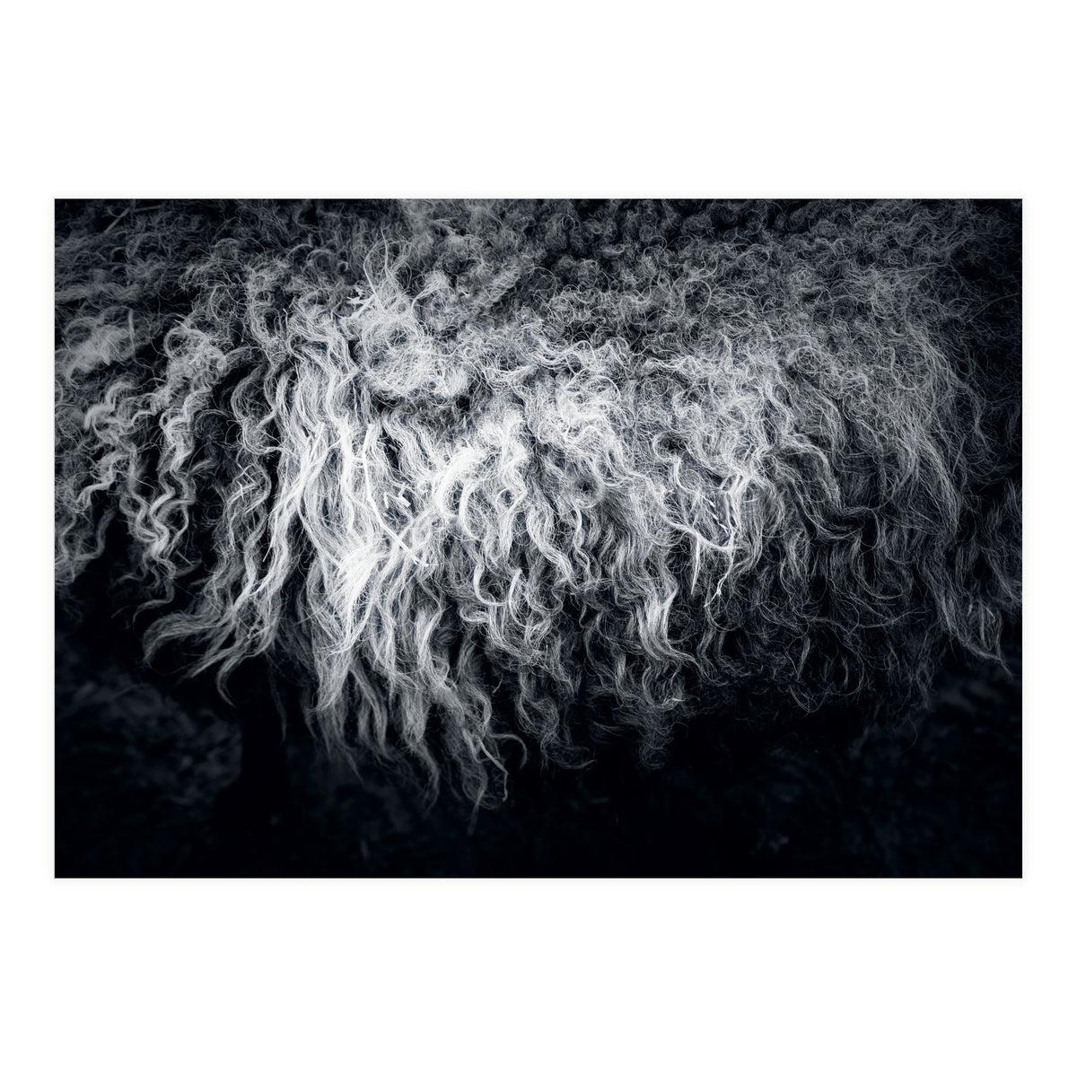 the sheep (Print Only)