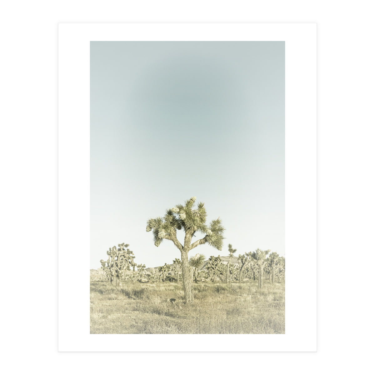 Vintage Joshua Tree  (Print Only)
