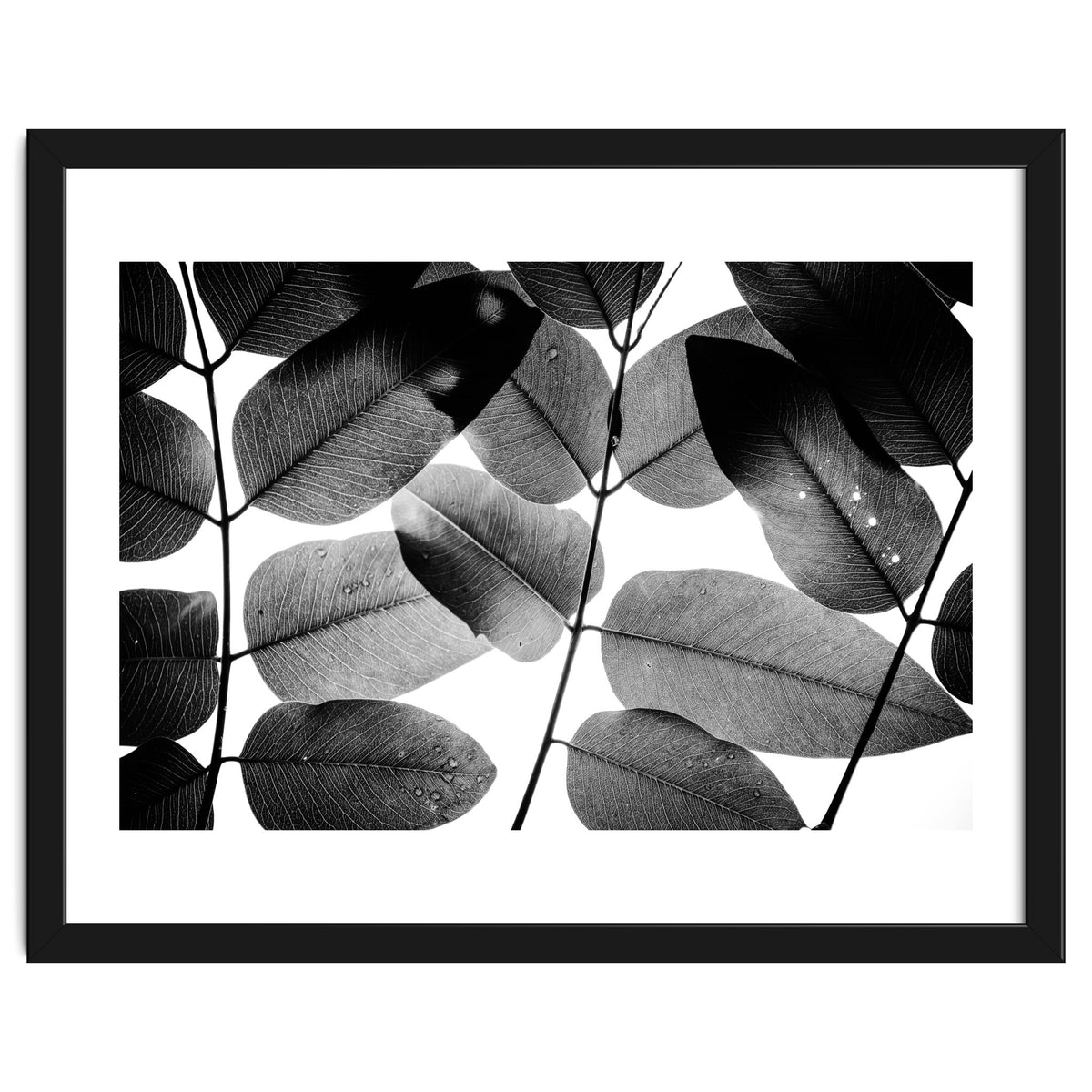 Experiments with Leaves II