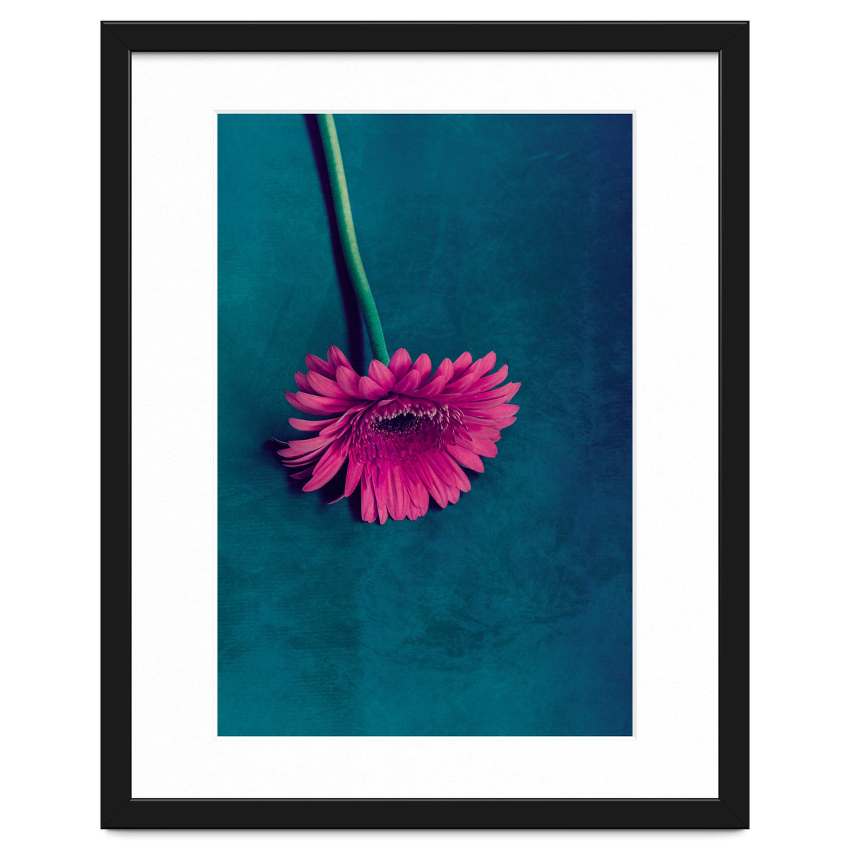 Gerbera for love