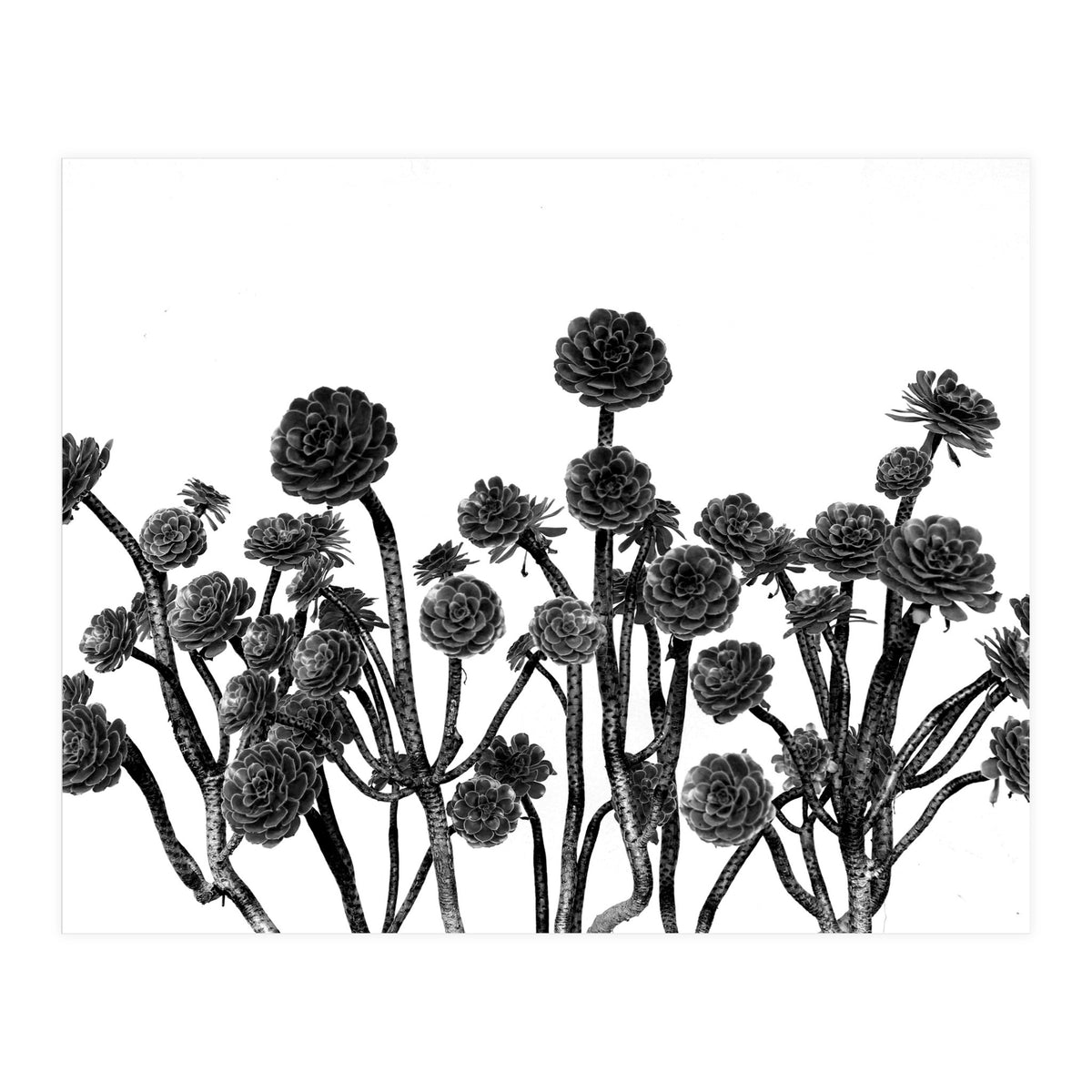 cactus succulents (Print Only)