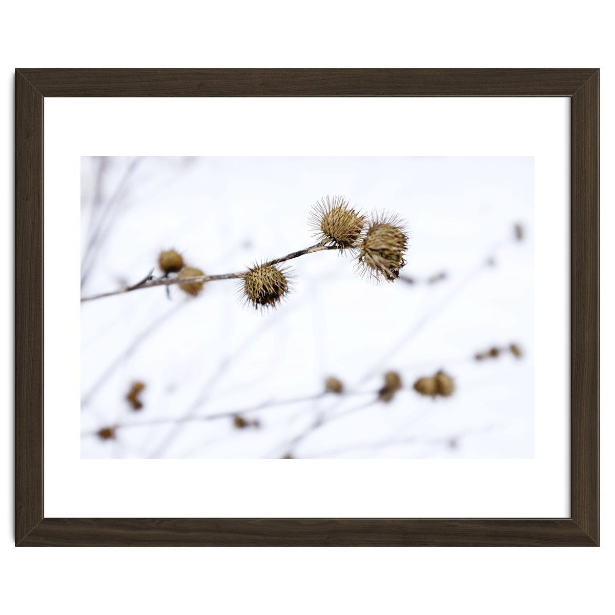Winter Thistles