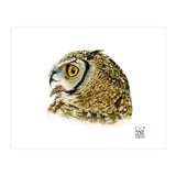 Lesser horned owl  (Print Only) thumbnail