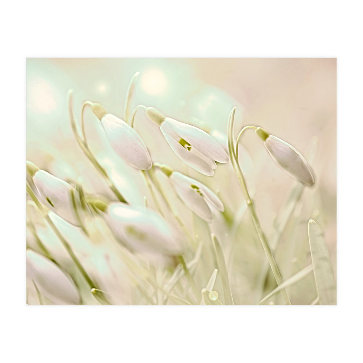 Enchanting Snowdrops (Print Only)
