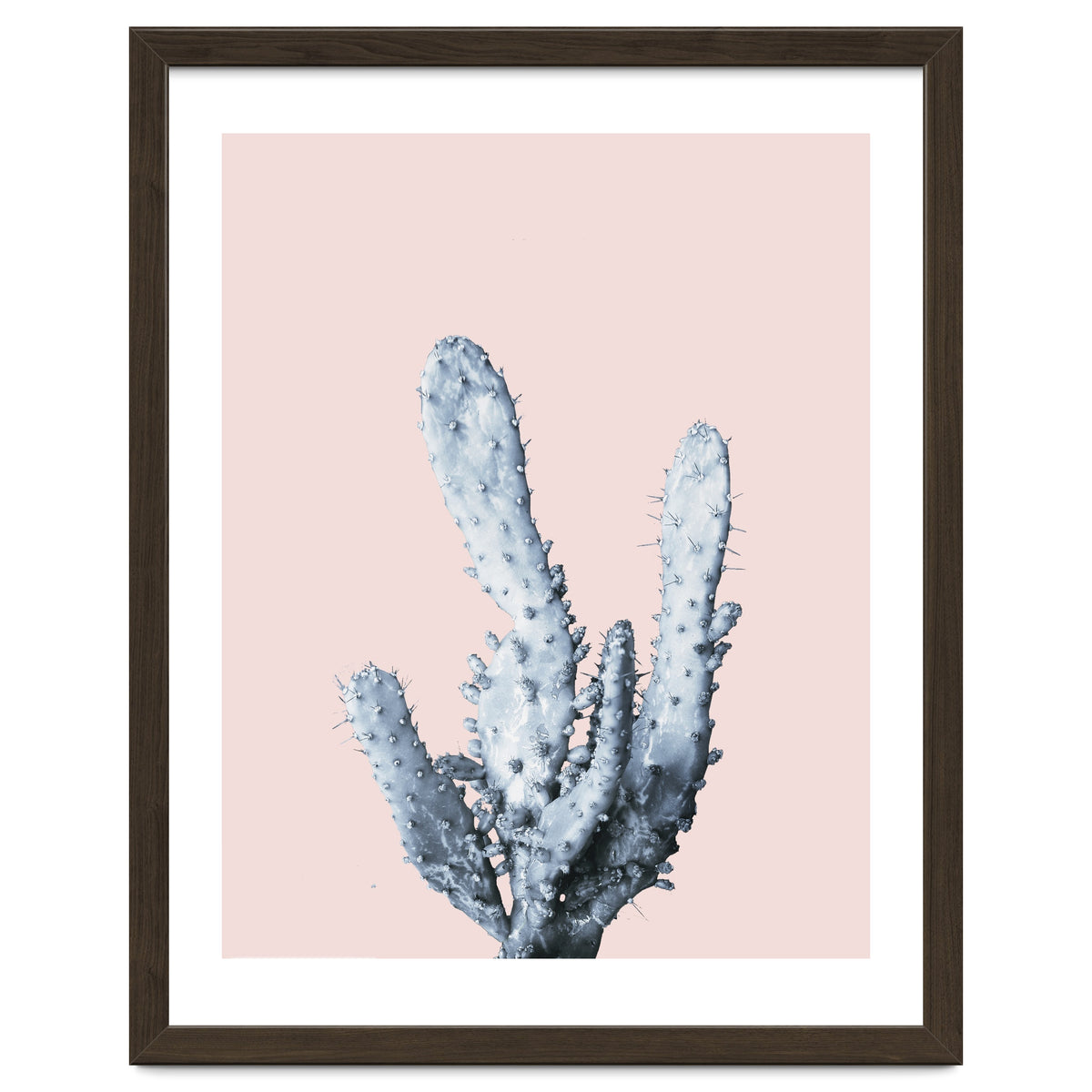 Cactus collection BL-I