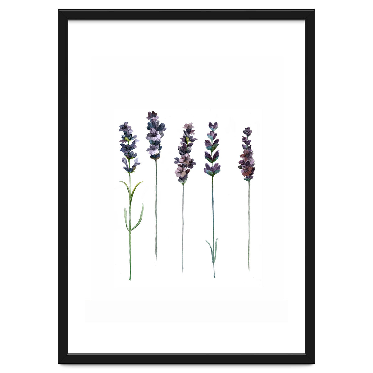 Botanical Illustration Lavender