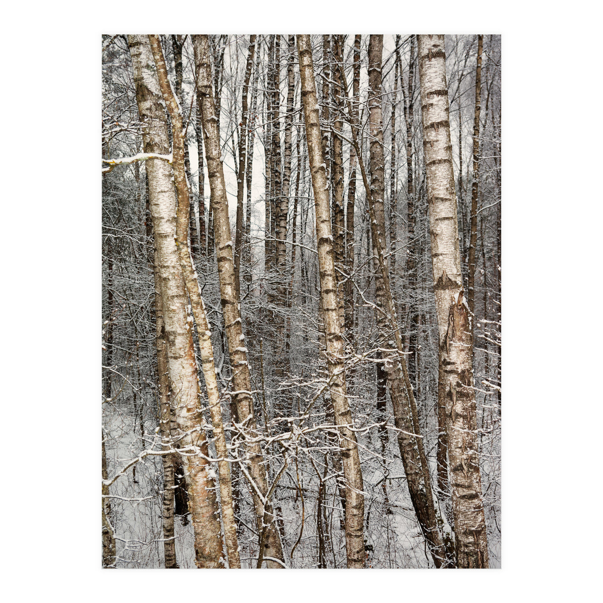 Birches (Print Only)