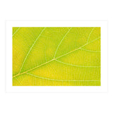 Autumn Leaf (Print Only) thumbnail