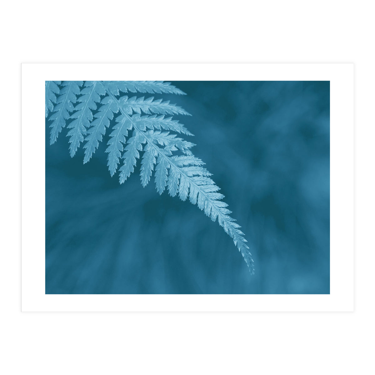 Pteridopsida 1 (Print Only)