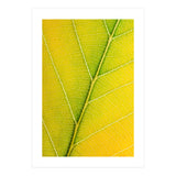Autumn Leaf (Print Only) thumbnail