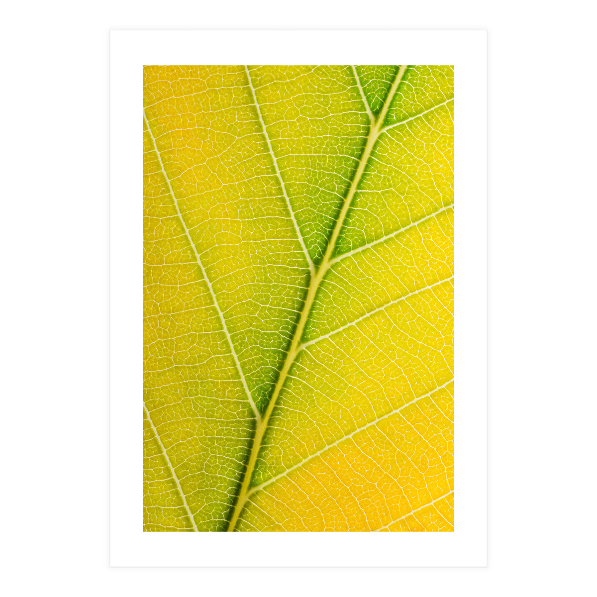 Autumn Leaf (Print Only)