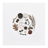 Treasures From Nature No. 2 - Square (Print Only) thumbnail
