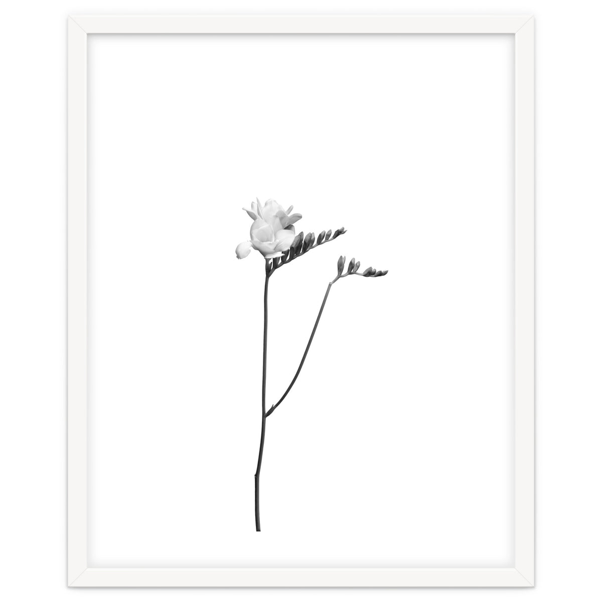 Freesia | bright design