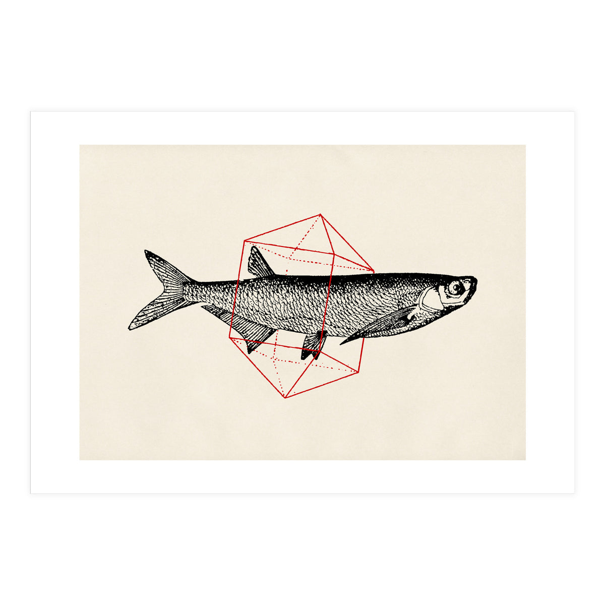 Fish In Geometrics II (Print Only)