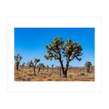 Joshua Trees (Print Only) thumbnail