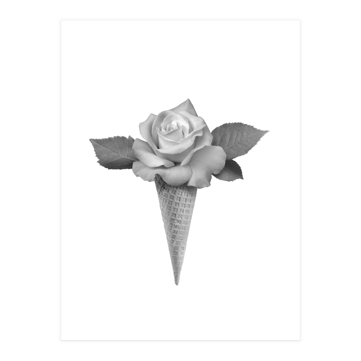 Rosecream (Print Only)