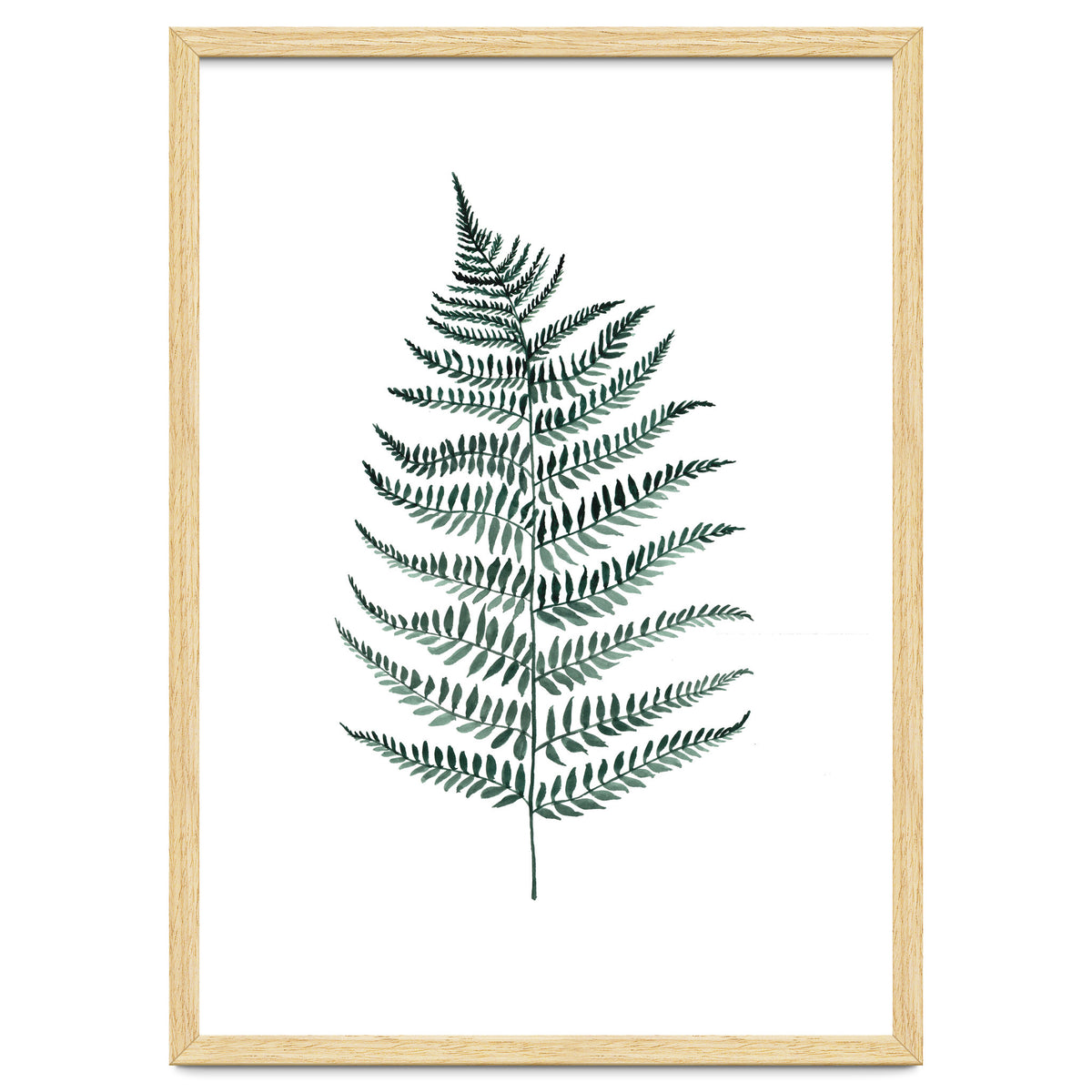 Botanical Illustration Silverfern