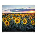 Sunflowersfield (Print Only) thumbnail