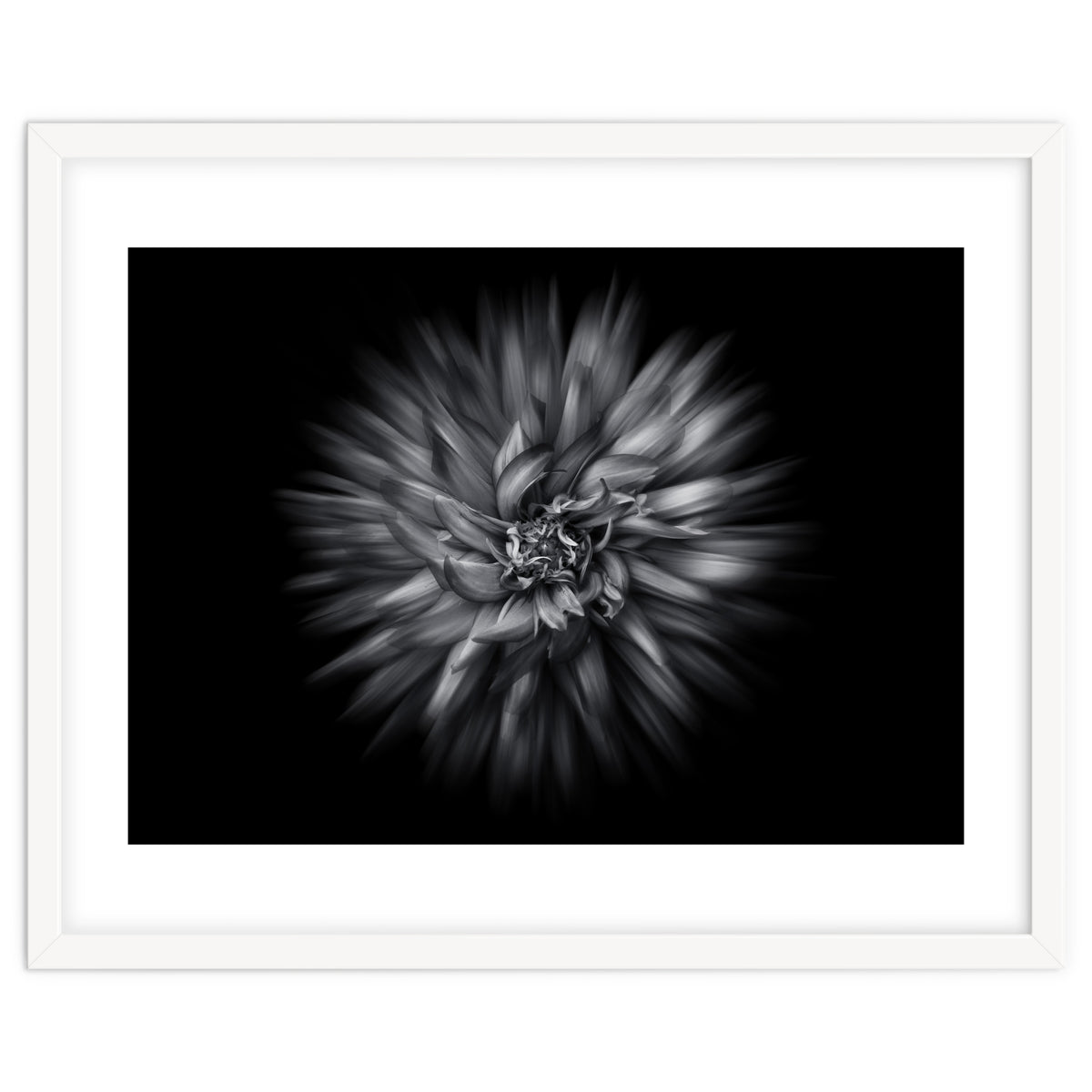 Backyard Flowers In Black And White 20 Flow Version