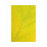 Autumn Leaf (Print Only) thumbnail