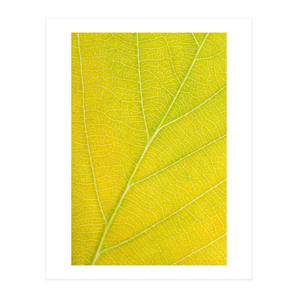Autumn Leaf (Print Only)