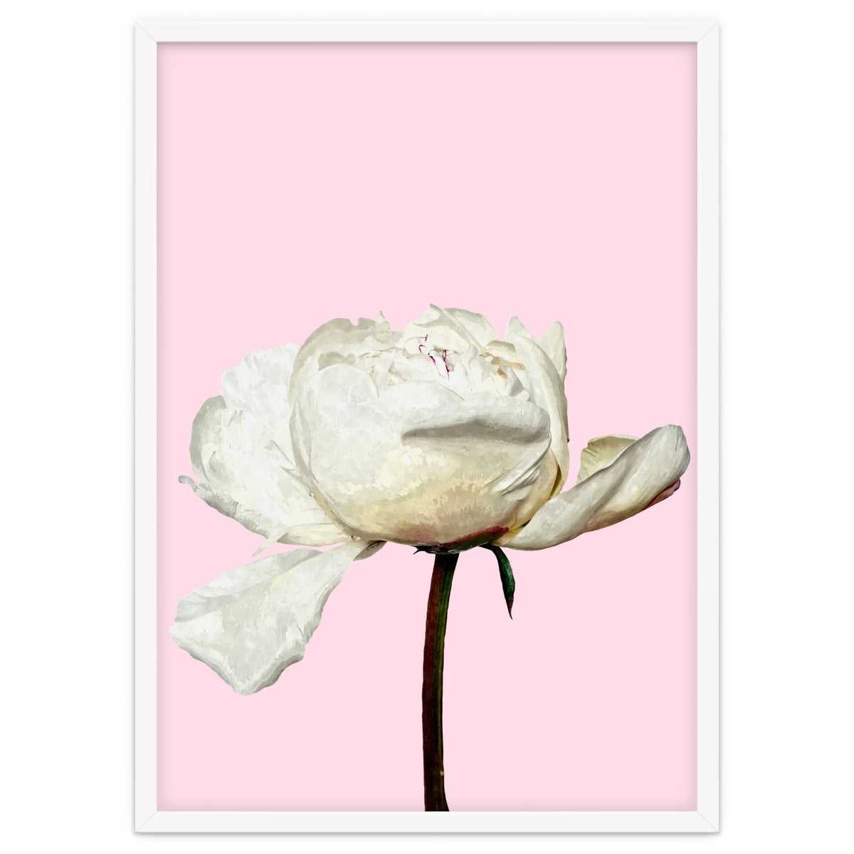 White Peony Pink Background