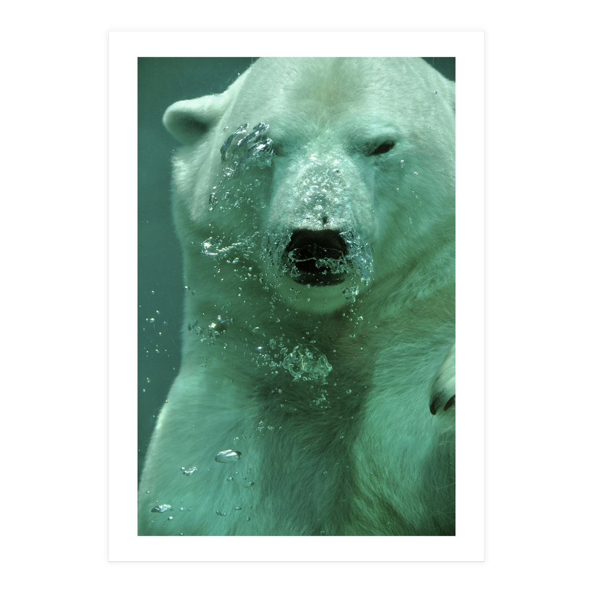 Polar Bear Under Water (Print Only)