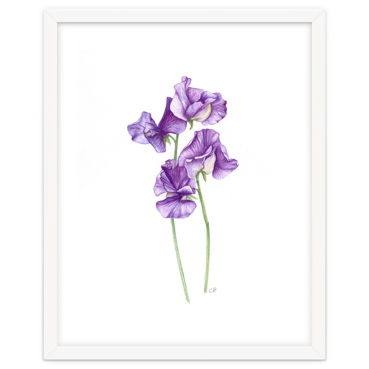 A Purple Posy Of Sweet Peas