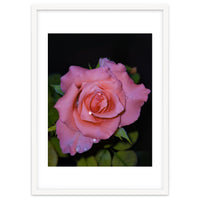 Pink Dew Rose