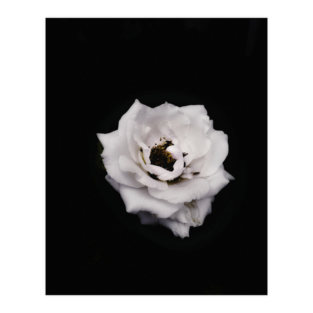 White Rose (Print Only)