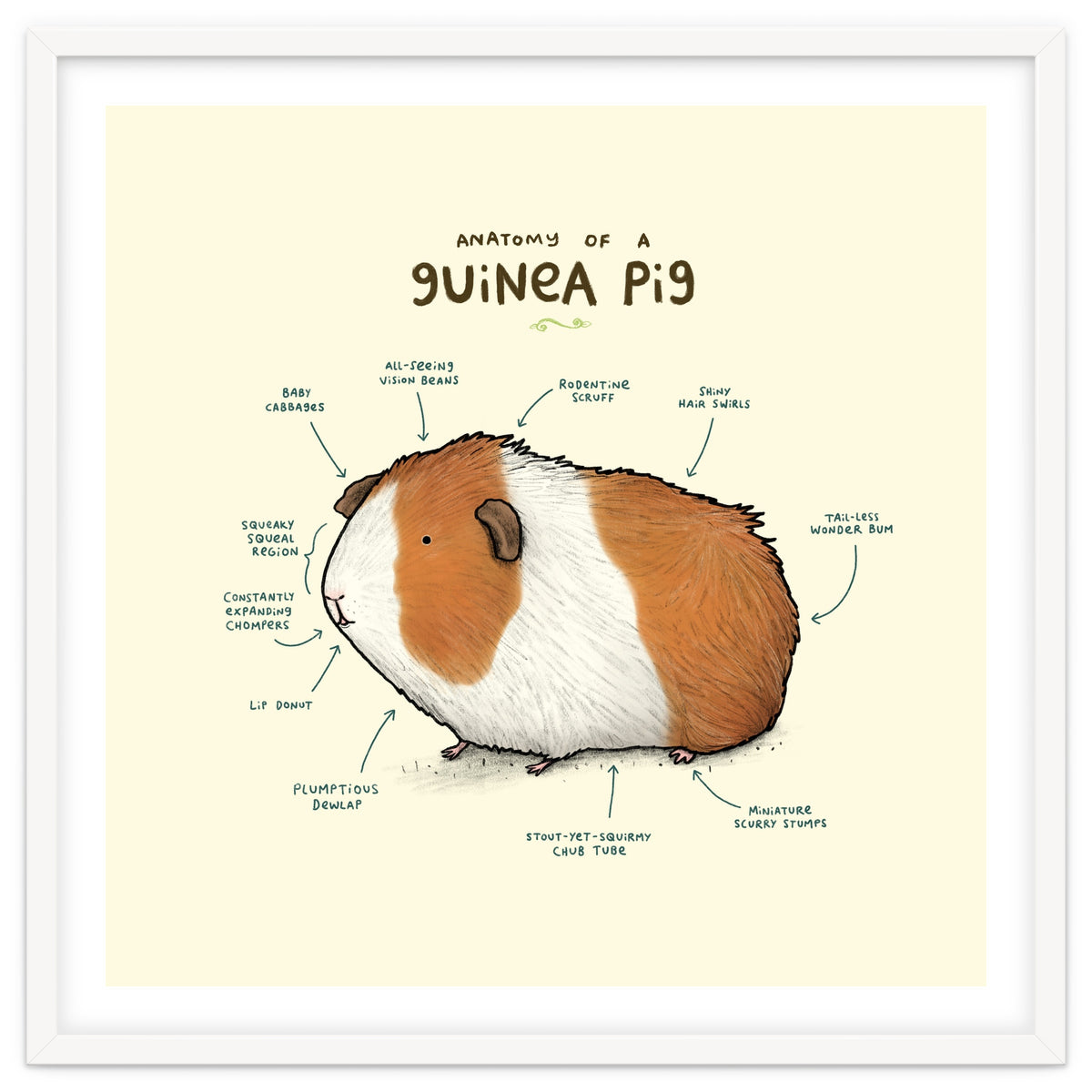 Anatomy Of A Guniea Pig