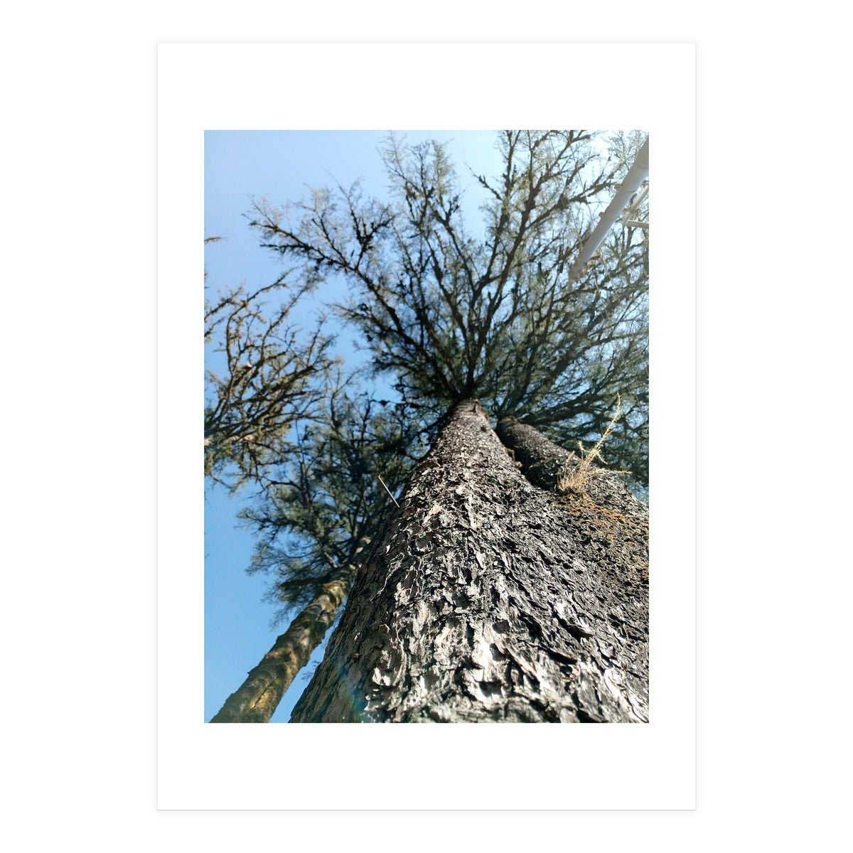 Ataraxia - Tree Series 1 (Print Only)