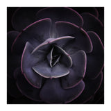DARKSIDE OF SUCCULENTS VIII (Print Only) thumbnail